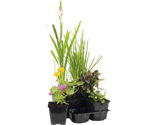 Set aus verschiedenen Teichpflanzen in Kunststofftöpfen mit Gräsern und blühenden Wasserpflanzen.
