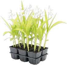 Weiße Gartenorchidee Bletilla striata Alba im Sechserpack.