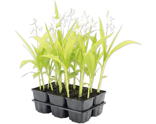 Weiße Gartenorchidee Bletilla striata Alba im Sechserpack.