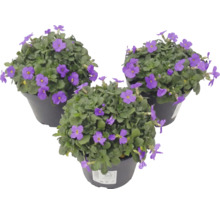 Drei Töpfe mit violetten Blaukissen Aubrieta Pflanzen mit grünen Blättern.
