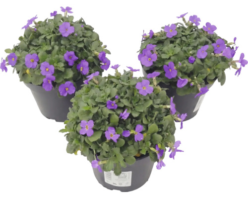 Drei Töpfe mit violetten Blaukissen Aubrieta Pflanzen mit grünen Blättern.