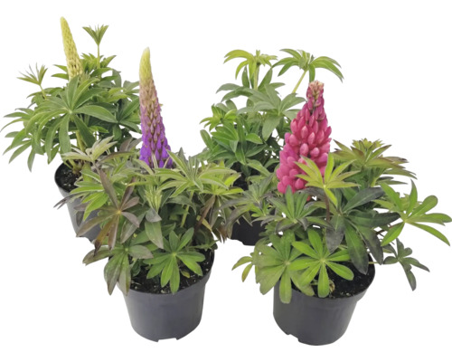 Vier Lupinen Pflanzen in Töpfen mit Blüten in verschiedenen Farben.