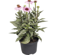 Blühender Sonnenhut Echinacea mit rosa Blüten und grünen Blättern im schwarzen Kunststofftopf.