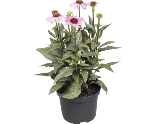 Blühender Sonnenhut Echinacea mit rosa Blüten und grünen Blättern im schwarzen Kunststofftopf.