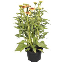 Echinacea Sonnenhut im Topf mit grünen Blättern und orange-gelben Blüten.