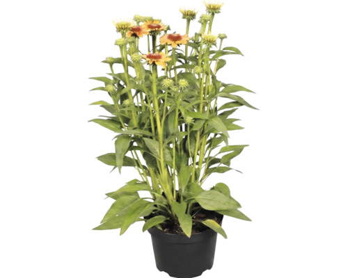 Echinacea Sonnenhut im Topf mit grünen Blättern und orange-gelben Blüten.