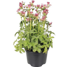 Große Sterndolde Astrantia major im Topf mit rosa Blüten und grünen Blättern.