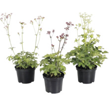 Drei Große Sterndolden Astrantia major in schwarzen Kunststofftöpfen mit grünen Blättern und hohen Blütenstielen.