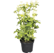 Große Sterndolde Astrantia major im schwarzen Kulturtopf mit grünen Blättern und hellen Blüten.