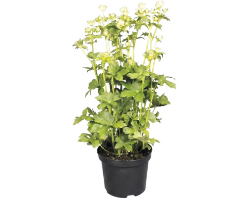 Große Sterndolde Astrantia major im schwarzen Kulturtopf mit grünen Blättern und hellen Blüten.
