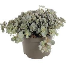 Fetthenne Sedum mit graugrünen fleischigen Blättern in einem grauen Kunststofftopf.