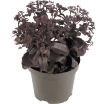 Fetthenne Sedum mit dunklen Blättern in einem Kunststofftopf.