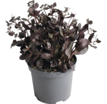 Dunkellaubige Fetthenne Sedum im grauen Kunststofftopf.