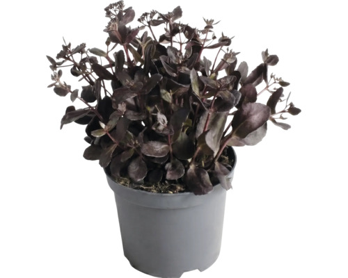 Dunkellaubige Fetthenne Sedum im grauen Kunststofftopf.