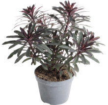 Wolfsmilch Euphorbia im Kunststofftopf, immergrüne Gartenpflanze mit dunklen Blättern und rötlichen Blattspitzen.