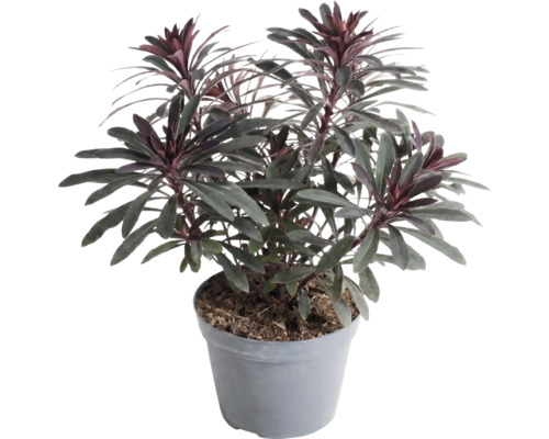 Wolfsmilch Euphorbia im Kunststofftopf, immergrüne Gartenpflanze mit dunklen Blättern und rötlichen Blattspitzen.