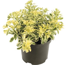 Fetthenne Sedum mit panaschierten Blättern im schwarzen Kunststofftopf.
