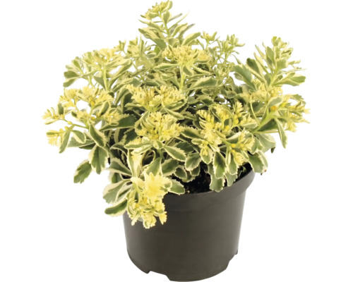 Fetthenne Sedum mit panaschierten Blättern im schwarzen Kunststofftopf.