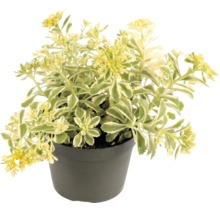 Sedum kamtschaticum Variegatum im Pflanztopf mit gelben Blüten und grün-weiß panaschierten Blättern.