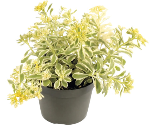 Sedum kamtschaticum Variegatum im Pflanztopf mit gelben Blüten und grün-weiß panaschierten Blättern.