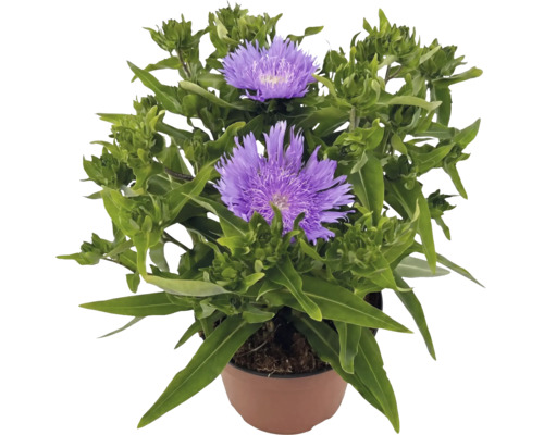 Blühende Kornblumenaster Stokesia laevis mit violetten Blüten im braunen Pflanztopf.