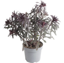 Dunkellaubige Wolfsmilch Euphorbia in einem grauen Kunststofftopf.