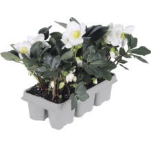 Christrose (Helleborus niger) in einer grauen Transportpalette, mit weißen Blüten und dunkelgrünen Blättern.