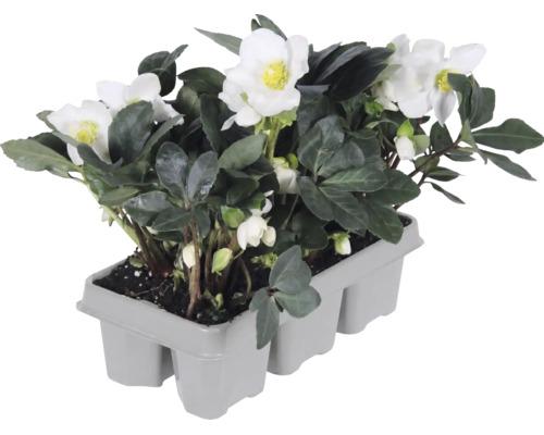 Christrose (Helleborus niger) in einer grauen Transportpalette, mit weißen Blüten und dunkelgrünen Blättern.