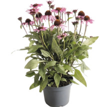 Purpur-Sonnenhut Echinacea mit rosafarbenen Blüten und grünen Blättern in einem grauen Topf.