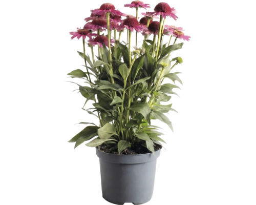 Sonnenhut Echinacea im grauen Kunststofftopf mit rosa Blüten und grünen Blättern.