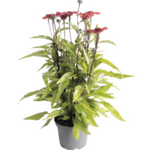 Echinacea Purpursonnenhut mit roten Blüten und grünen Blättern in einem grauen Kunststofftopf.