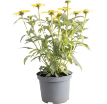 Gelber Sonnenhut Echinacea im grauen Kunststofftopf