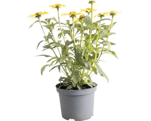 Gelber Sonnenhut Echinacea im grauen Kunststofftopf