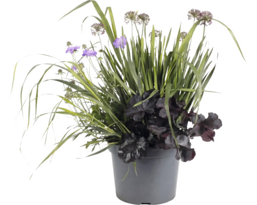 Pflanzarrangement im grauen Topf mit violetten Blüten, dunklem Laub und hohen Gräsern für die Garten- und Balkondekoration.