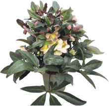 Helleborus Christrose im Topf mit dunkelgrünen Blättern und hellen Blüten mit gelber Mitte.