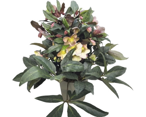 Helleborus Christrose im Topf mit dunkelgrünen Blättern und hellen Blüten mit gelber Mitte.