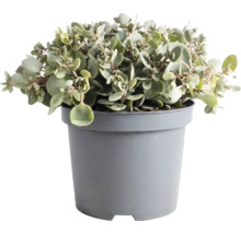 Kalanchoe Pflanze mit runden dickfleischigen Blättern in einem grauen Kunststofftopf