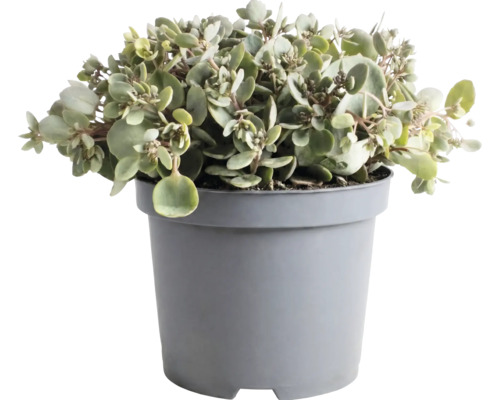 Kalanchoe Pflanze mit runden dickfleischigen Blättern in einem grauen Kunststofftopf