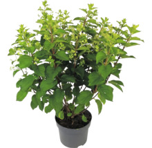 Rispenhortensie Hydrangea paniculata im Topf mit grünen Blättern und Knospen.