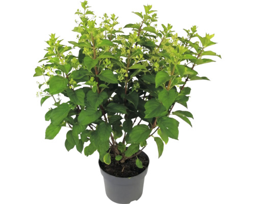 Rispenhortensie Hydrangea paniculata im Topf mit grünen Blättern und Knospen.