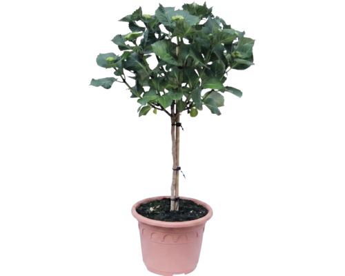 Bauernhortensie als Halbstamm im Kunststofftopf, mit grünen Blättern und Blütenansätzen.