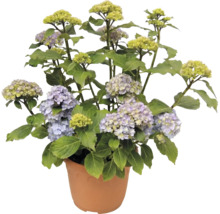 Hortensie im Topf mit Blüten und Knospen.