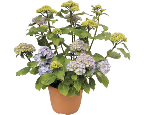 Hortensie im Topf mit Blüten und Knospen.