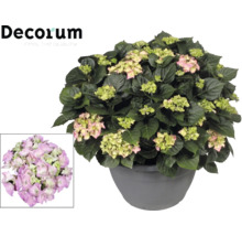 Hortensie im Topf mit grünlich-rosa Blüten, Decorum Logo.