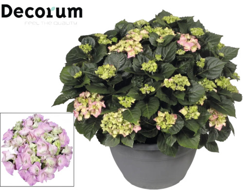 Hortensie im Topf mit grünlich-rosa Blüten, Decorum Logo.