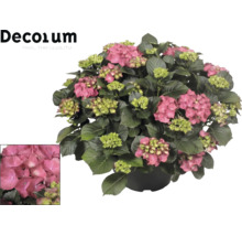 Hortensie mit rosa Blüten und grünen Blättern im Topf. Decorum Logo.