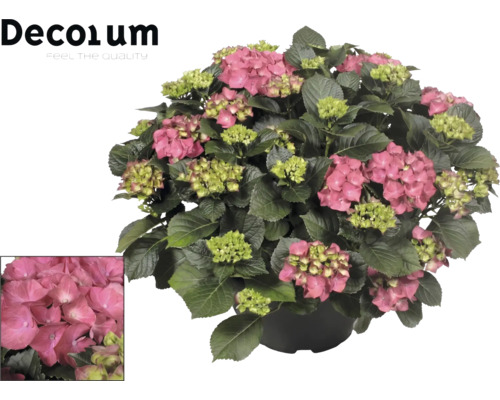 Hortensie mit rosa Blüten und grünen Blättern im Topf. Decorum Logo.