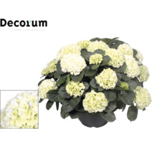 Weiße Hortensie im Topf mit großen Blütenköpfen und dunkelgrünen Blättern. Decorum Logo oben links. Detailansicht der Blüten unten links.