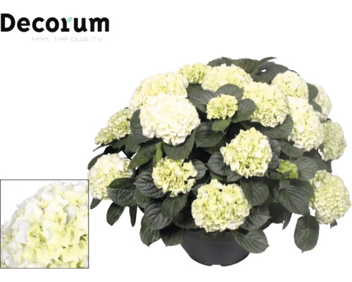 Weiße Hortensie im Topf mit großen Blütenköpfen und dunkelgrünen Blättern. Decorum Logo oben links. Detailansicht der Blüten unten links.