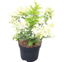Rispenhortensie Hydrangea paniculata mit cremeweißen Blüten in einem dunklen Pflanztopf.